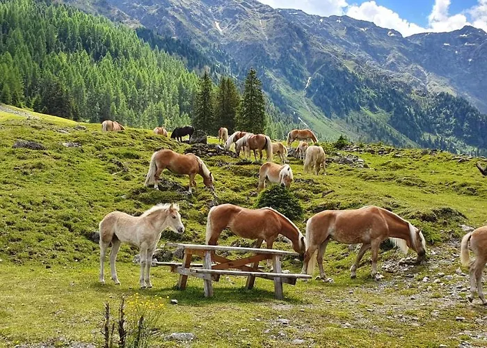 Gaestehaus Tyrol Casa de hóspedes 3*
